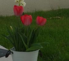 Pot de tulipes cerise et narcisses