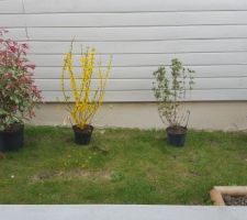 Photinia Forsythia Weigelia bristol ruby Ceanothe trewithen blue