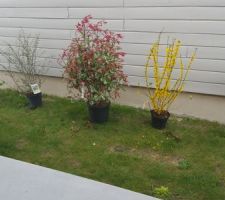 Viburnum roseum, Cotoneaster, Photinia Forsythia Weigelia bristol ruby