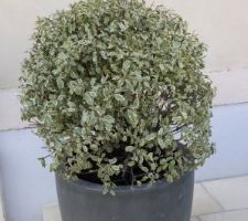 Pittosporum