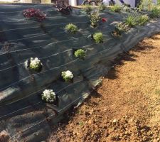 Aménagement du talus avec divers plantes tons blanc bleu rouge 
Déjà 170 trous et c est pas fini!!!