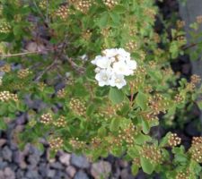 Tour du jardin