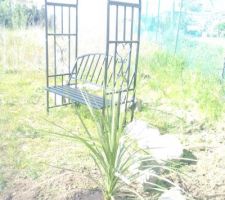 Cordyline planté