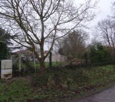 Noyer avant abattage pour acces chantier/maison