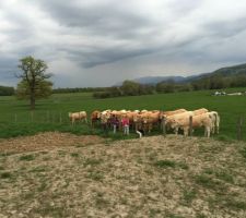 Nous avons régulièrement la visite de nos voisines les vaches