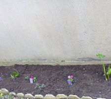 Quelques plantes vivaces