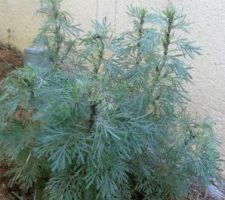 Le petit plant d' Artemisia arborescens carcassone ( 1litre ) planté à l'Automne a déjà triplé de volume ( adulte recouvre 1 m2 )