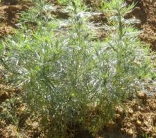 Un des autres plants d'Artemisia arborescens Carcassonne.
Aime le sec et possède des carractéristiques allélopathiques ( interactions chimiques naturelles qui limitent la germination des " mauvaises herbes "