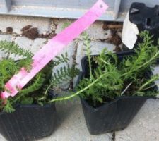 Achillea Millefolium (Achilée)