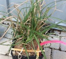 Miscanthus Sinensis 'Yaku Jima' (Rosier de Chine)