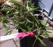 Caryopteris x clandonensis 'Kew Blue' (Barbe-bleue)