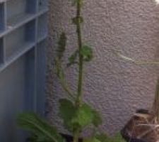 Salvia pratensis (Sauge des près)