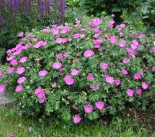 Comment cela devrait être: geranium sanguineum