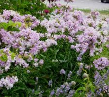 Comment cela devrait être: saponaria officinalis