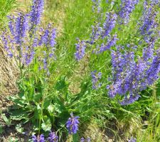 Comment cela devrait être: Salvia pratensis