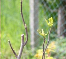 28.04.2016 - mon figuier démarre !