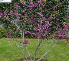 L'arbre de judée en beauté