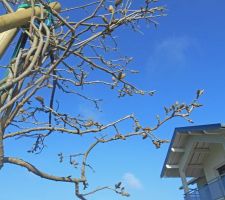 Transplantation d'une glycine en arbre, issue d'une graine semée il y a 15 ans