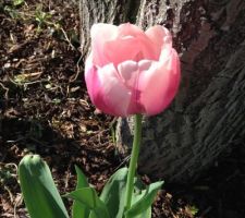 Premières tulipes plantées en février