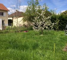 Framboisier et divers arbres que j'aurai bien voulu garder mais pas de place pour stocker snifff !