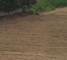 Remise état jardin et gazon semé 21/04/2016