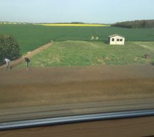 Remise état jardin et gazon semé 21/04/2016
