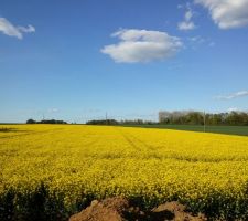 J'esp&egrave;re que le champ restera en non constructible!