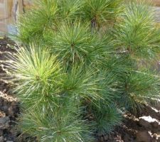 Pinus NANA