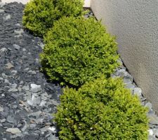 BUXUS