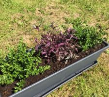 Plantation en jardiniere " hebe "