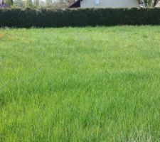 Photo faite ce jour l'herbe &agrave; bien pouss&eacute;