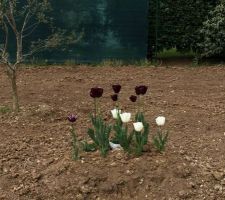 Mes tulipes, premières fleurs ... En hauteur car nous avons enlevé la terre