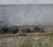 Potager de gauche à droite
2 framboisiers 2 fraisiers 2 rangées de carottes