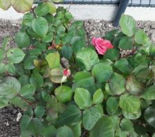 Rosiers