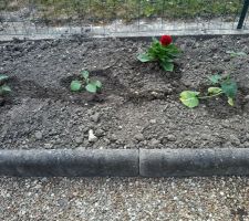 Potager
