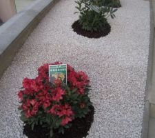 3 Rhododendrons (Truffaut) : ""hybride Golden Gate", "hybride Cunningham's White", "hybride Doctor Schweitzer".