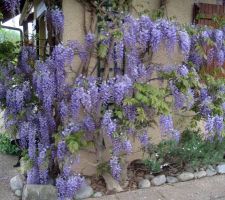 Glycine chinoise (vente de l'ancienne maison)