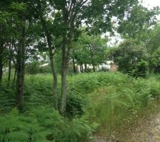 La veille du terrassement. Le terrain est devenu un champ de foug&egrave;res.