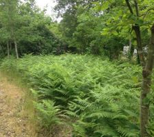 La veille du terrassement. Le terrain est devenu un champ de foug&egrave;res.