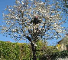 La première hirondelle du printemps