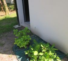 Les orthensias ramen&eacute;s de Normandie !