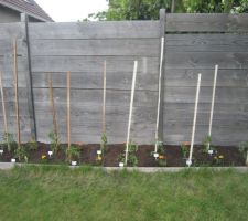 Plantation des tomates.