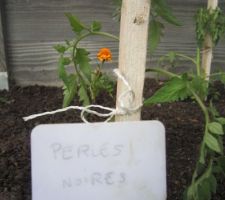 Tomates "Perles noires".