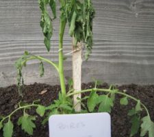 Tomates "Poires jaunes".