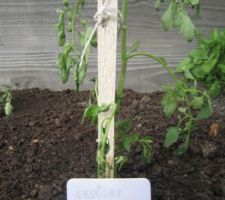 Tomates "Cerises rouges".