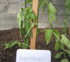 Tomates "Montfavet".