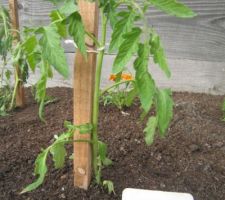 Tomates "Tangerine".