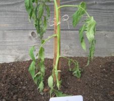 Tomates "Coeur de Boeuf".