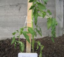 Tomates "Saint-Pierre".