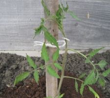 Tomates "Coeur de Boeuf strillée".